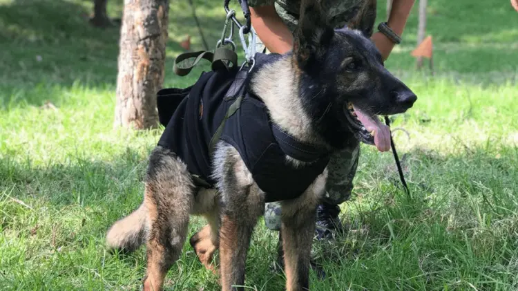 Proteo falleció en labores de rescate humanitaria en Turquía. (Foto: Especial/EXPRESO)