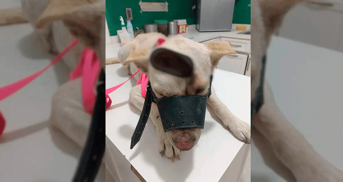 Aumentan casos de maltrato animal en Navojoa; delitos quedan impunes