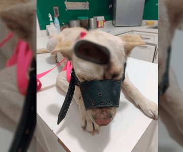 Aumentan casos de maltrato animal en Navojoa; delitos quedan impunes