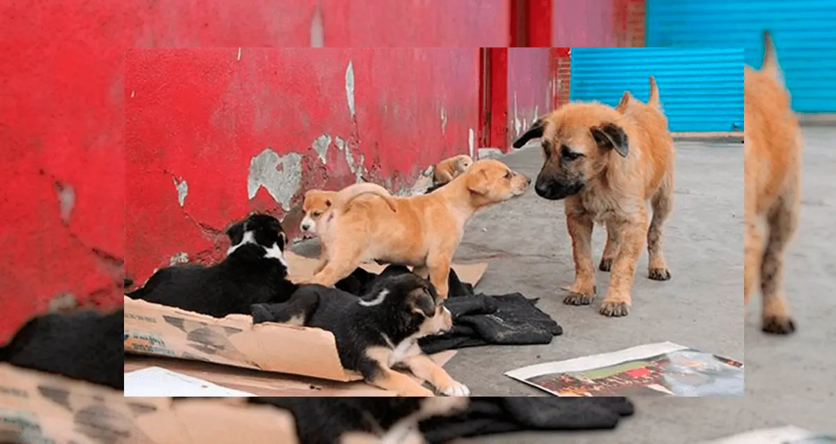 Deambulan por Hermosillo 300 mil perros y gatos