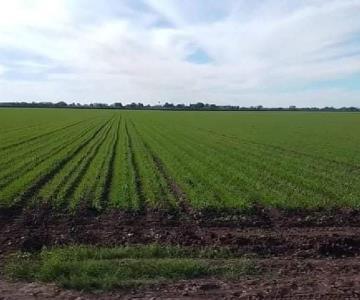 Avanzan a buen ritmo los riegos en las superficies del Valle del Mayo