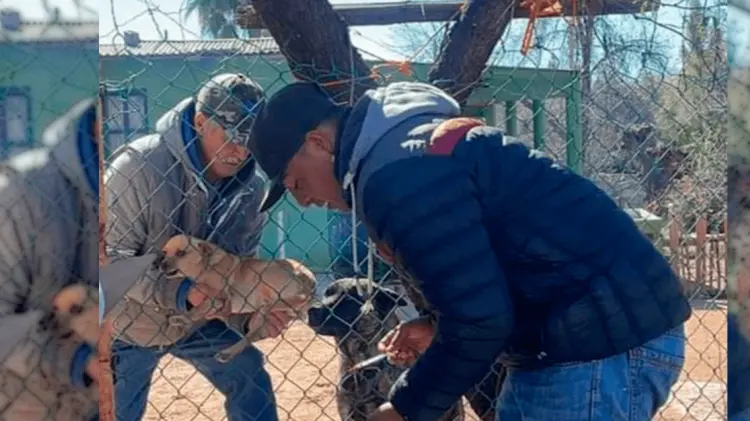 Foto de los perros de la colonia (Foto: Especial / EXPRESO)