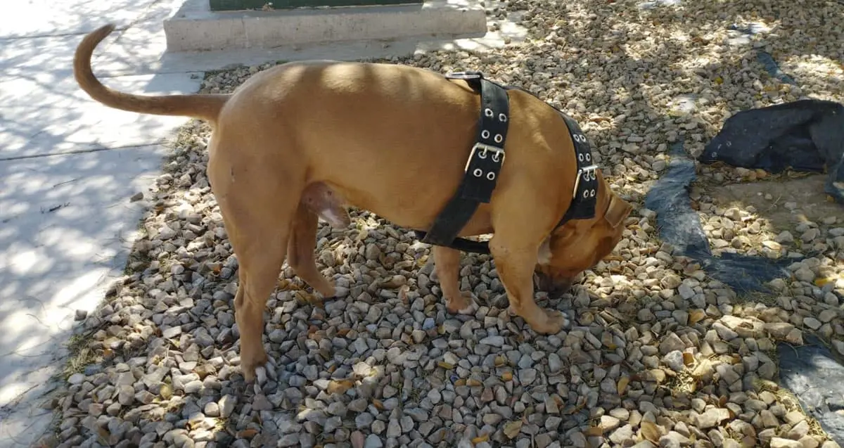 Autoridades atienden caso de pitbull de la colonia Altaria Residencial