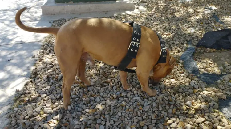 El perro fue trasladado a San Pedro. (Foto: Cortesía / EXPRESO)
