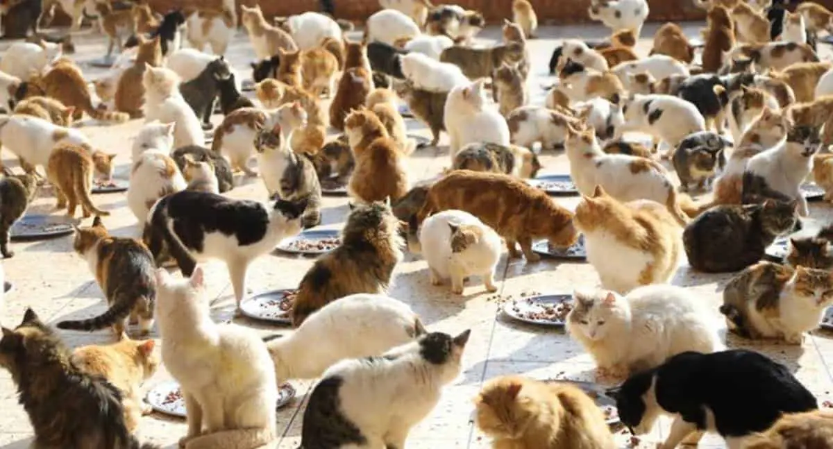 Albergan a animales rescatados de los terremotos en Turquía y Siria