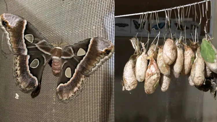 Mariposa Cuatro Espejos, especie conservada en el Centro Cultural Yo’o Joara. (Foto: Especial / EXPRESO)