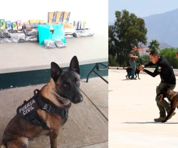 Perro policía asiste al Diplomado Táctico K9