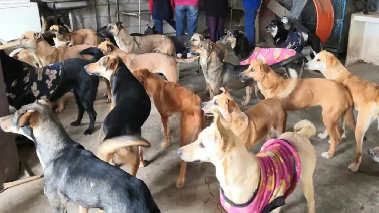 Más de 80 caninos son atendidos en el albergue (Foto: Especial/EXPRESO)
