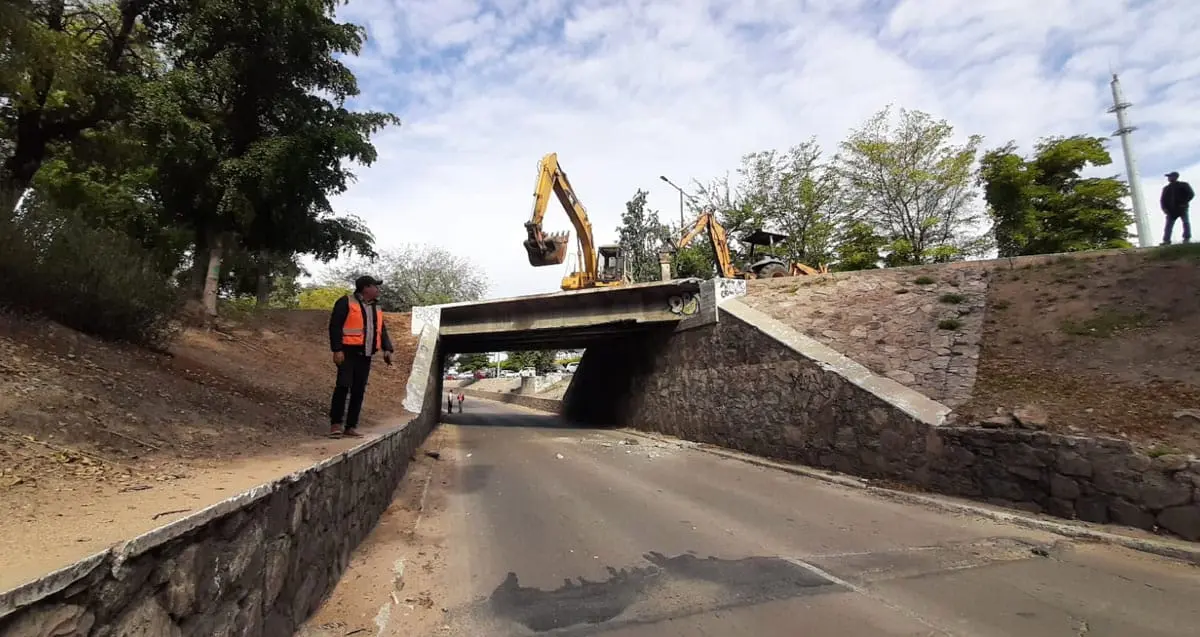No están en riesgo los árboles de la obra del paso a desnivel