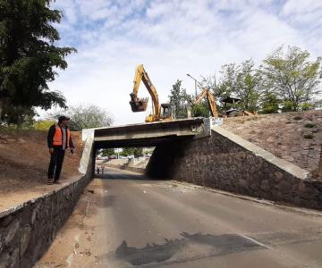 No están en riesgo los árboles de la obra del paso a desnivel