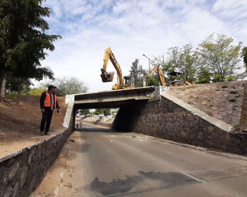 No están en riesgo los árboles de la obra del paso a desnivel