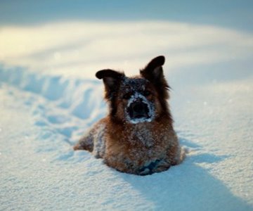 Cazador despelleja a dos perros pensando que eran coyotes; lo arrestan