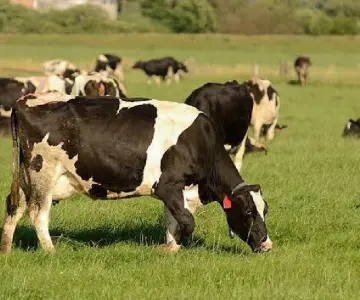 Liberan nueva variedad de cártamo en Obregón