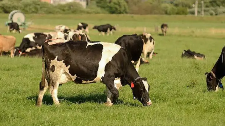 Los nutriólogos continúan calculando porcentajes para que el ganado se alimente correctamente (Foto: Especial/EXPRESO)