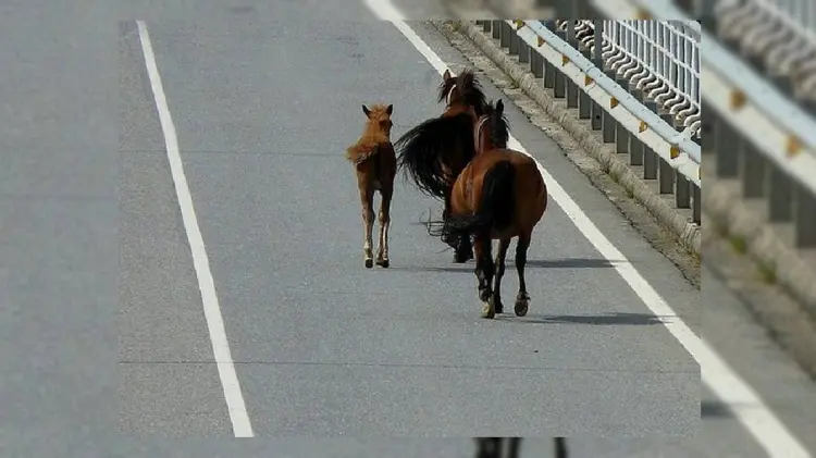 Es común encontrarse con caballos en la ciudad (Foto: Especial/EXPRESO)