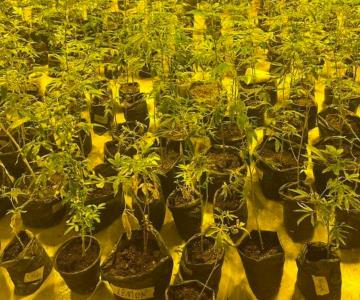 Fiscalía de Sonora decomisa plantas de mariguana en Ímuris