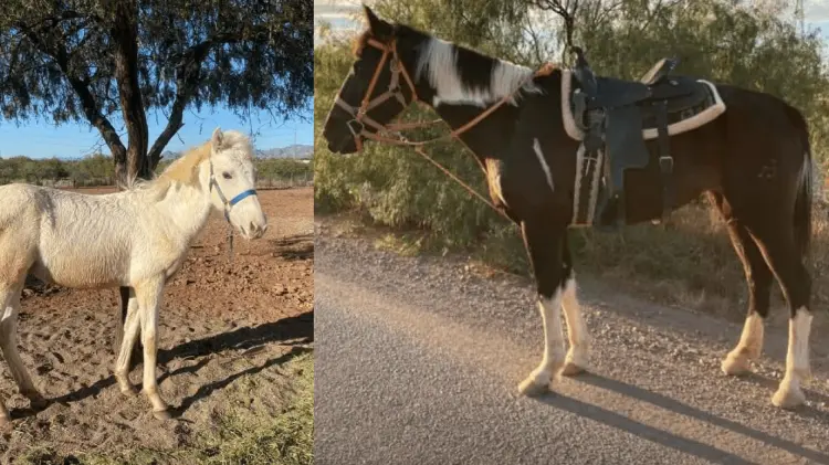 Fueron cuatro caballos los que se robaron: dos machos, una hembra y un potrillo. (Fotos: Cortesía)