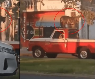 Video viral muestra paseo de tigre en el toldo de una camioneta