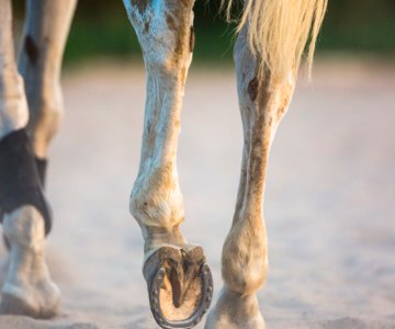 Caballo golpea a señor de 69 años mientras le colocaba herradura