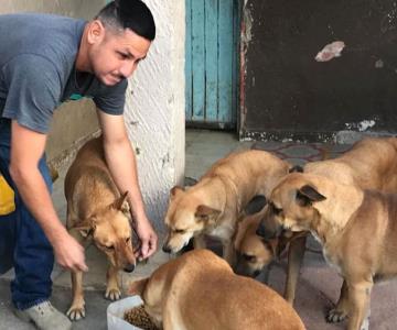 Da asilo temporal a 32 perros y gatos callejeros en Hermosillo