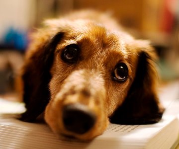 Misión 4 Patas pide conciencia por nuestras mascotas ante calor