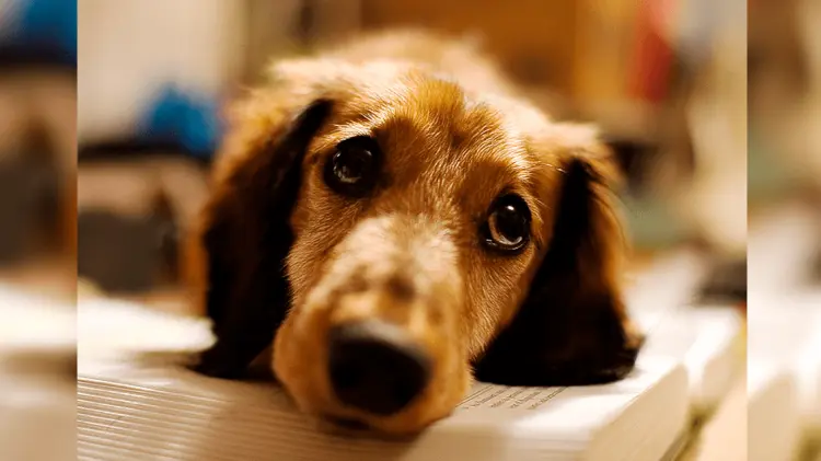 Siete señales de que tu perro podría estar pasando por una depresión (Foto:Archivo/EXPRESO)