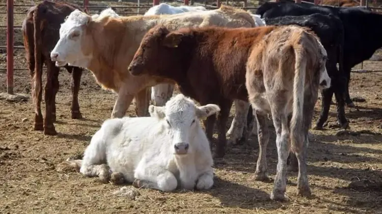 Foto: Especial / EXPRESO.