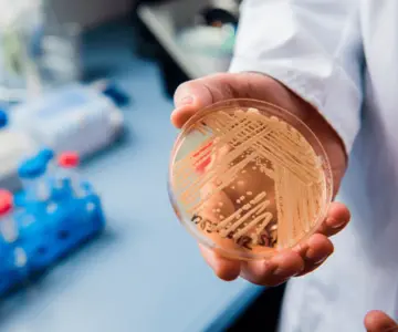 Detectan peligroso hongo en cerebro de paciente en Emiratos Árabes Unidos