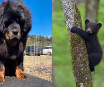 Un hombre compró un cachorro de oso creyendo que era un perro en China