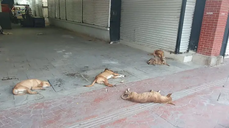 Perros callejeros duermen en las inmediaciones del mercado. (Fotos: John Castellón)
