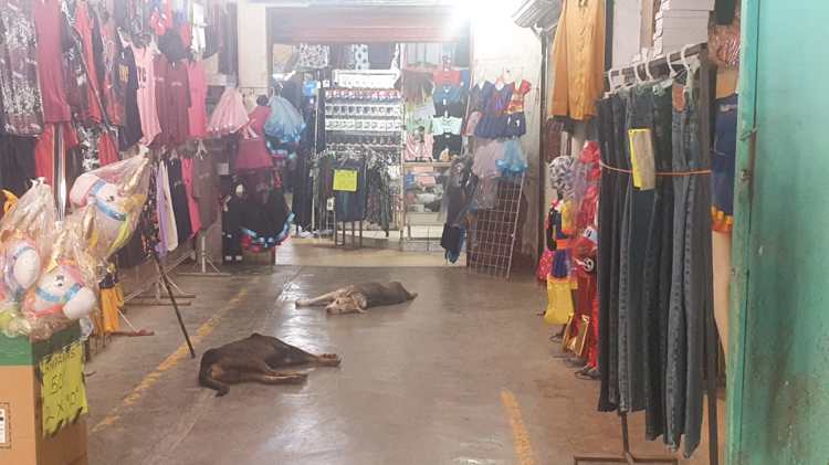 Perros callejeros invaden Mercado Municipal y ahuyentan clientes