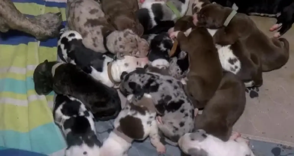 Gran sorpresa: perrita gran danés dio a luz a 21 cachorros