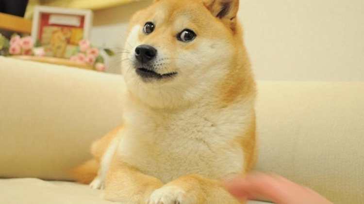 ¡No eres solo tú! Doge aparece como nuevo logo de Twitter