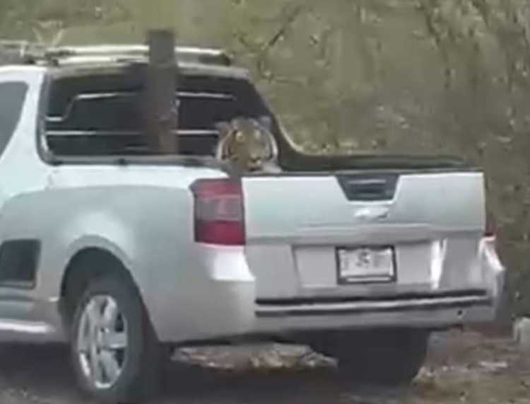 Investigan si tigre asegurado en Sinaloa se trata de Baluma