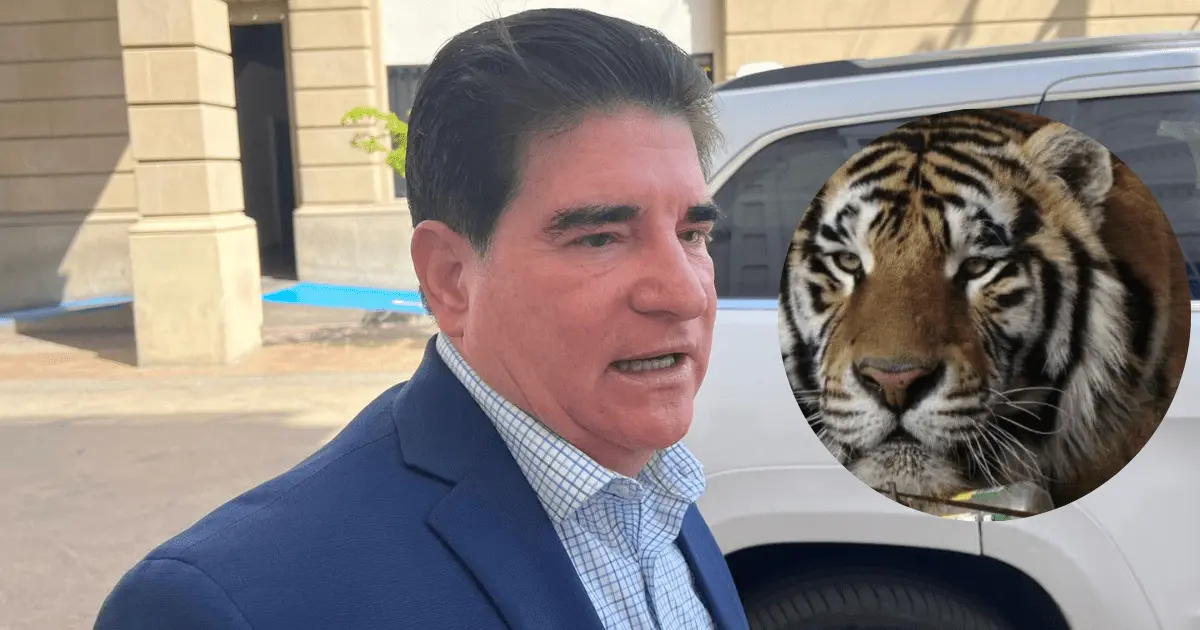 Investigan si tigre asegurado en Sinaloa se trata de Baluma