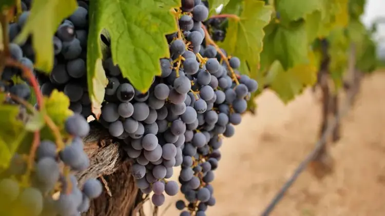 Foto: Especial / EXPRESO.