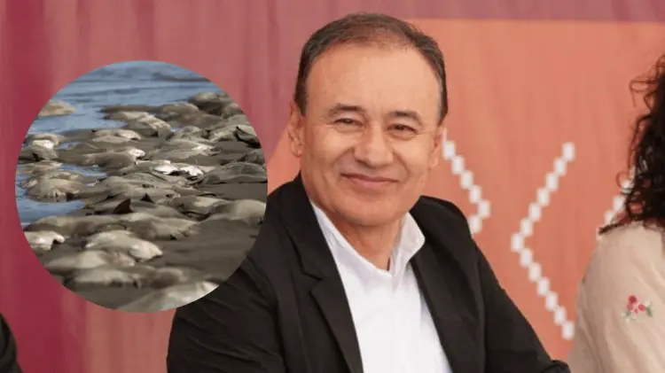 Alfonso Durazo habló sobre la mutilación de rayas en Huatabampo. (Foto: Especial/EXPRESO)