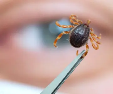 Emiten recomendaciones para evitar casos de rickettsia