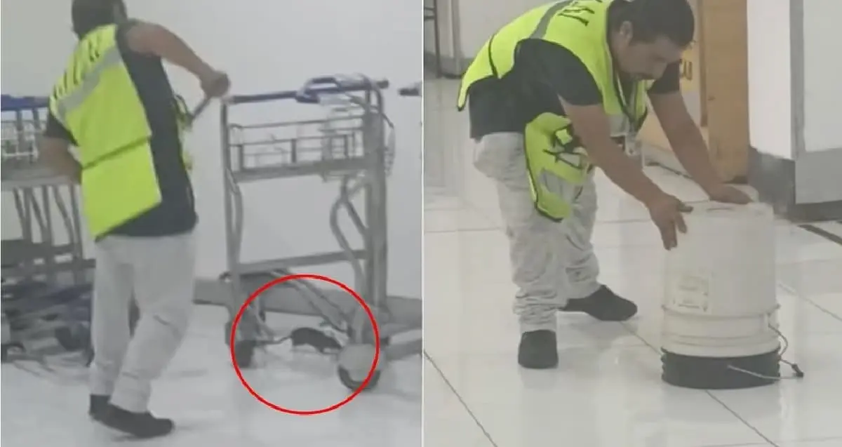 Rata gigante desata pánico entre turistas que esperaban su vuelo en el AICM