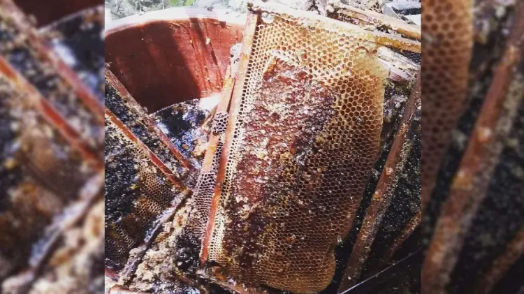 La producción de miel en Álamos ha bajado drásticamente en 10 años (Foto: Especial/EXPRESO)