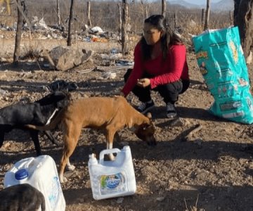 Más de 70 perros se encuentran abandonados en Basurón Municipal de Álamos