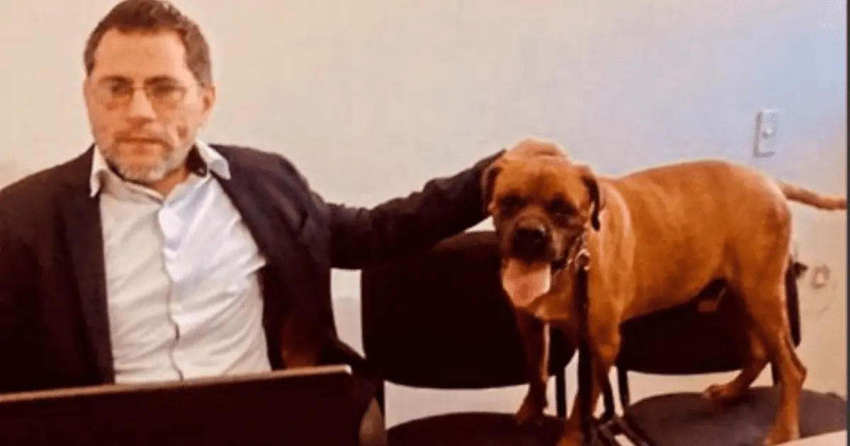 El Chato: primer perro que participa en audiencia judicial contra dueña