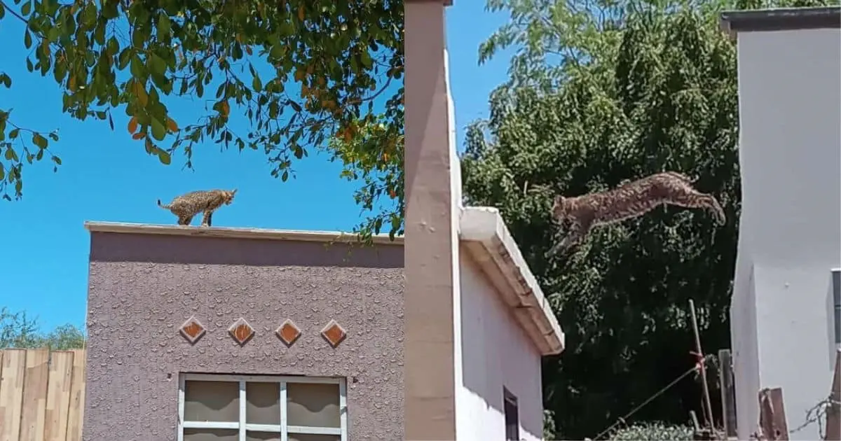 Capturan a gato montés suelto en calles de Ciudad Obregón