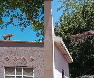 Capturan a gato montés suelto en calles de Ciudad Obregón