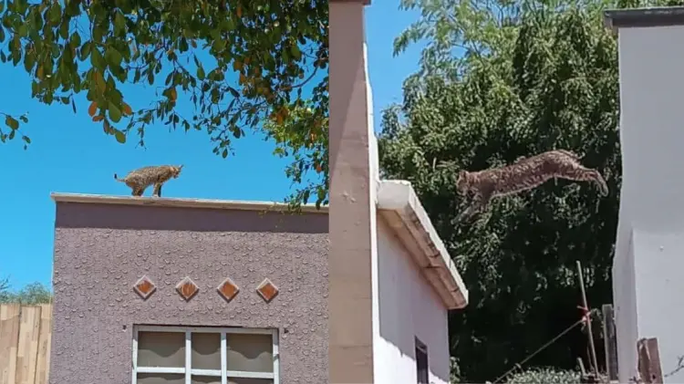 El animal brincaba de un techo a otro según los reportes. (Fotos: Cortesía de Bomberos de Cajeme)