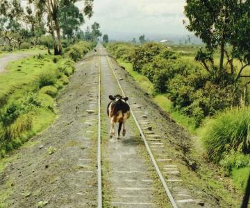 Hombre muere tras ser aplastado por una vaca que cayó del cielo en India