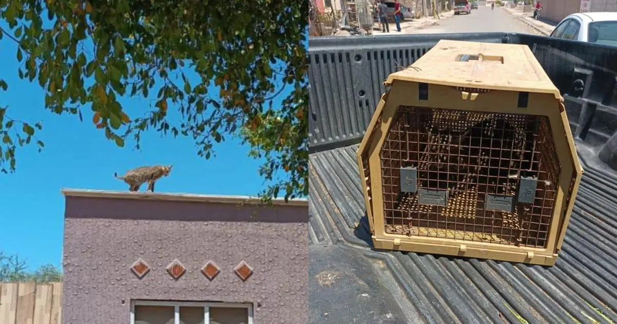 Buscan hogar seguro para gato montés capturado en Cajeme