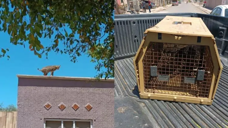 El animal fue capturado cuando rondaba por calles de Ciudad Obregón. (Foto: Cortesía)