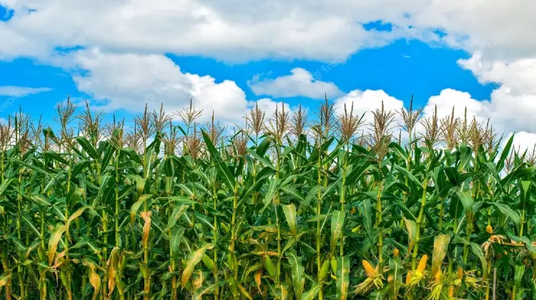 Acusa México a EU de afectar a sus propios maiceros