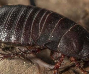 Estudiante descubre cucaracha carnívora que se creía extinta desde 1930